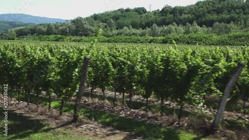 Vineyards rows in Gorska Brda, Slovenia seem through car window while driving past rows of vines, neatly cultivated and trimmed photo