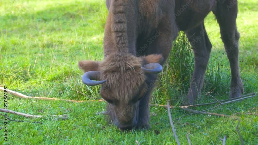 Wild Bison grazing in the field, living in the wild Wild Bison grazing in the field, living in the wild
