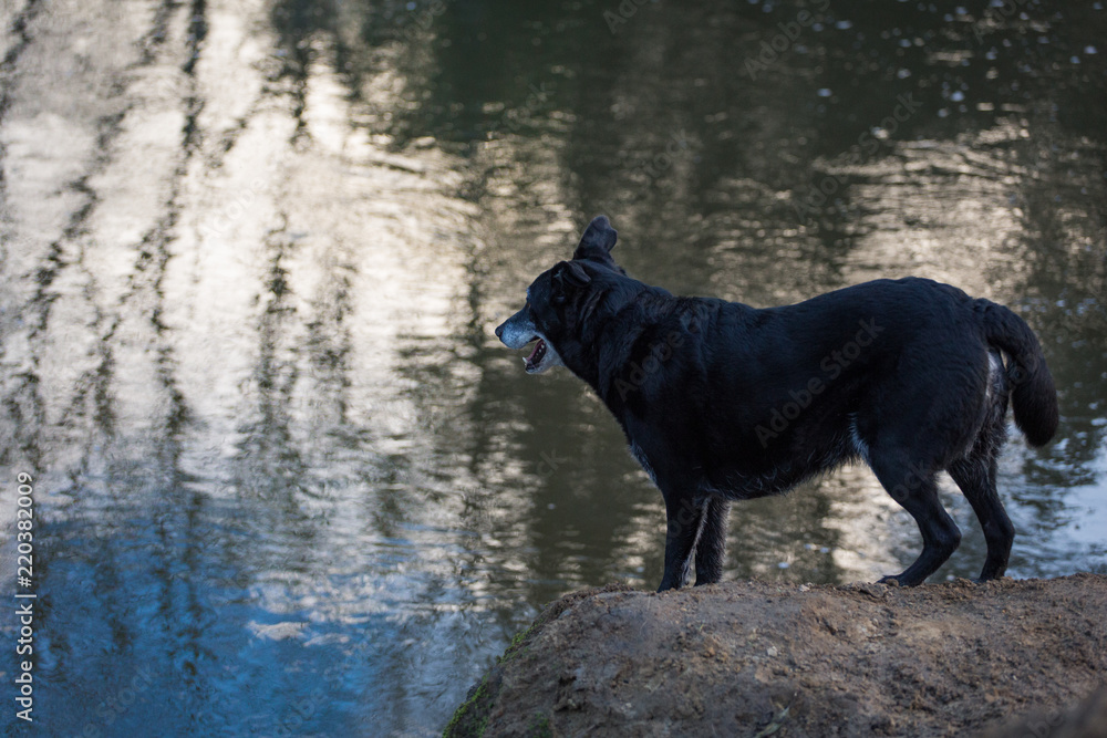 Obraz Pies cieszący się wodą