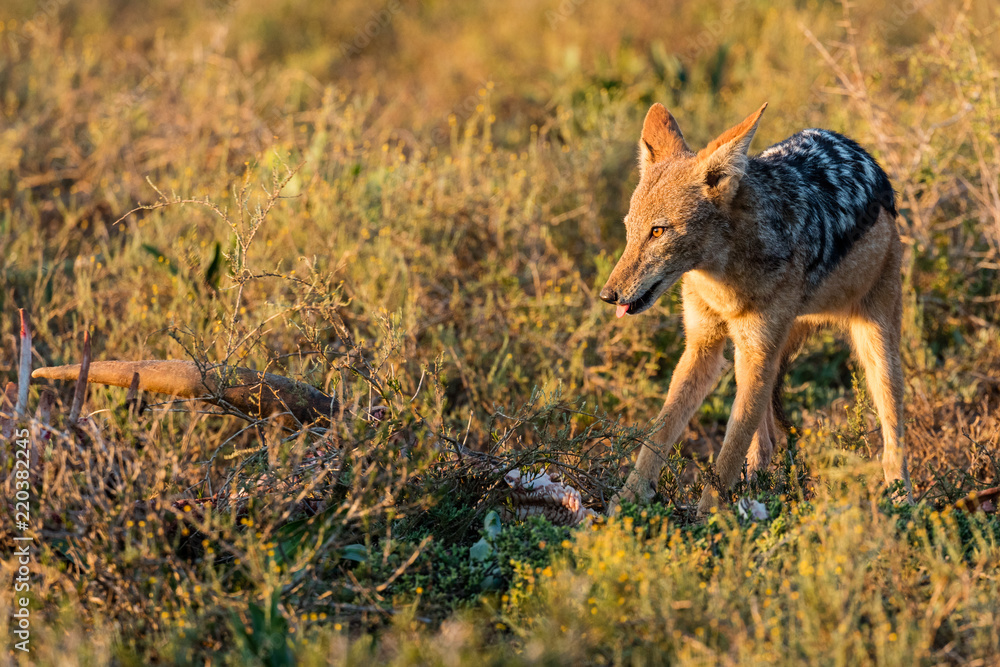 Fototapeta premium One black-backed jackal at a carcass in the early morning sun in the Addo Elephant National Park in South Africa