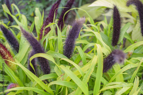 Chinese Pennisetum or swamp grass photo