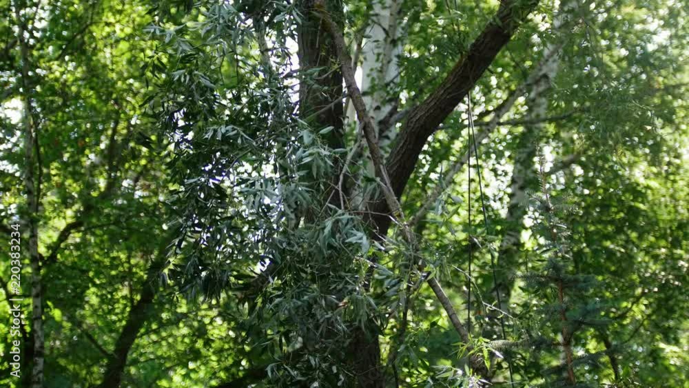 A man on a tree pulls down a tree frame on a special device on a rope, and another man takes this frame A man on a tree pulls down a tree frame on a special device on a rope, and another man takes this frame