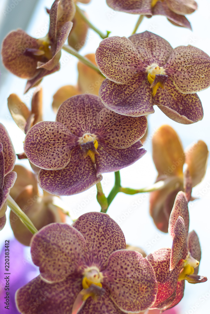 Close up of beautiful flower orchid in garden Close up of beautiful flower orchid in garden