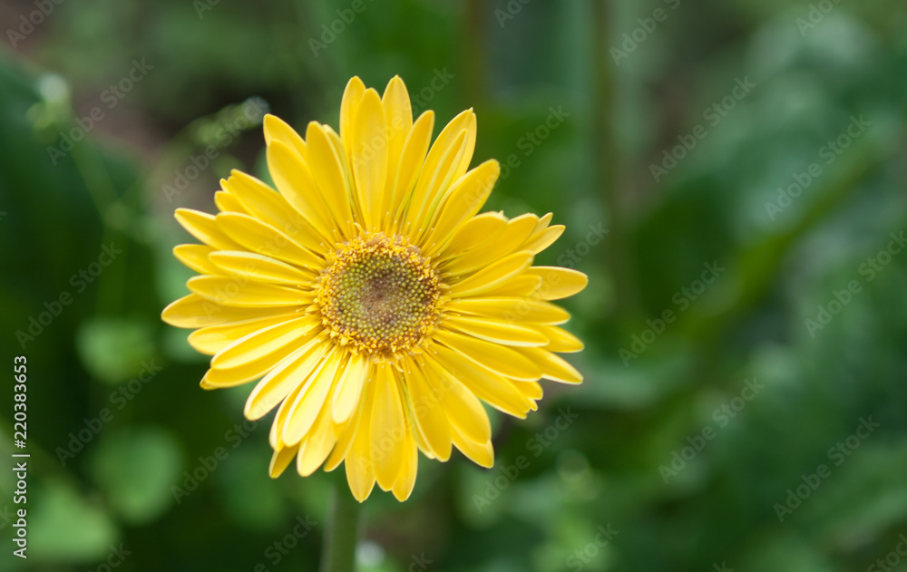 Close up of beautiful yellow gerbera flower Close up of beautiful yellow gerbera flower