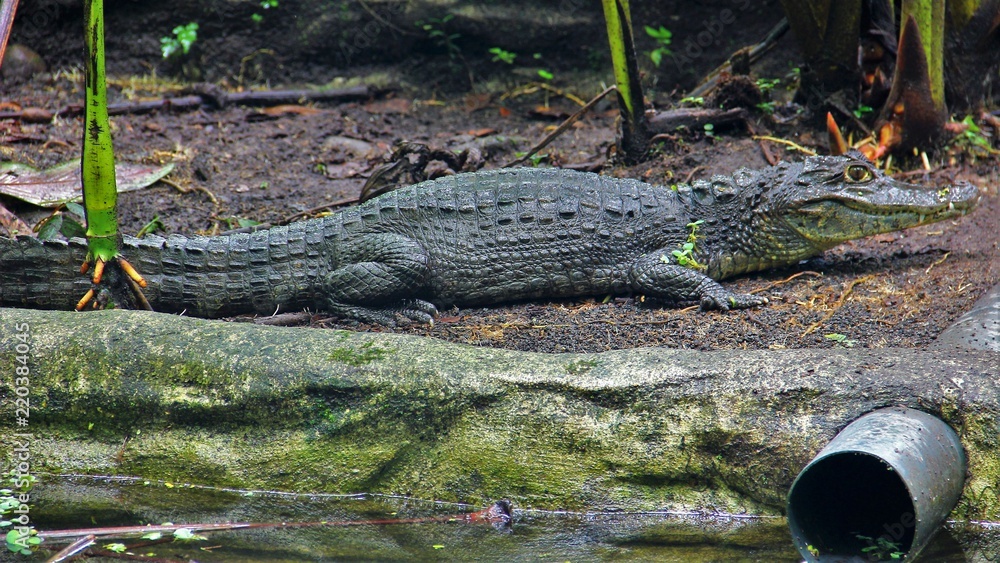 Fototapeta premium Krokodil 3