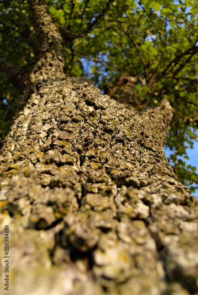 Macro old tree bork with green leafs and blue sky Macro old tree bork with green leafs and blue sky