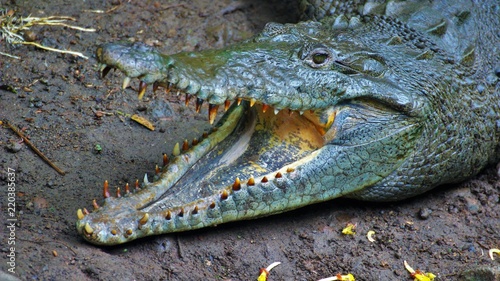 Krokodil 12