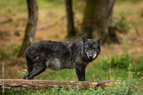Timberwolf Black Wolf © AB Photography