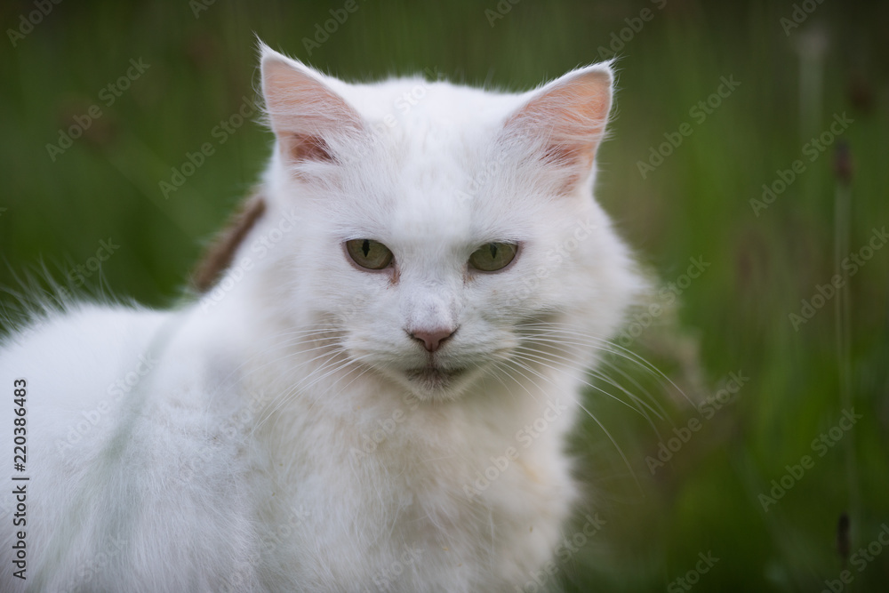 White long fur domestic cat ooutside