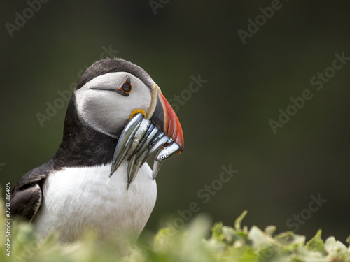 Puffin with sand eels © Roger