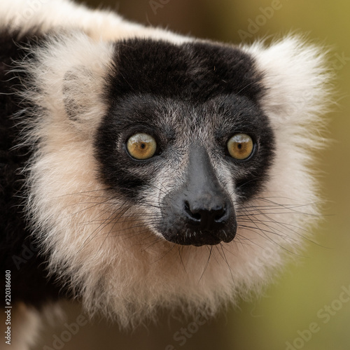 Lemur © AB Photography