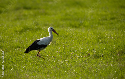 Stork on a field