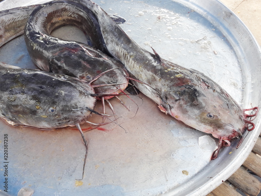 Eeltail catfish at the market, Saltwater fish species in Thailand Stock