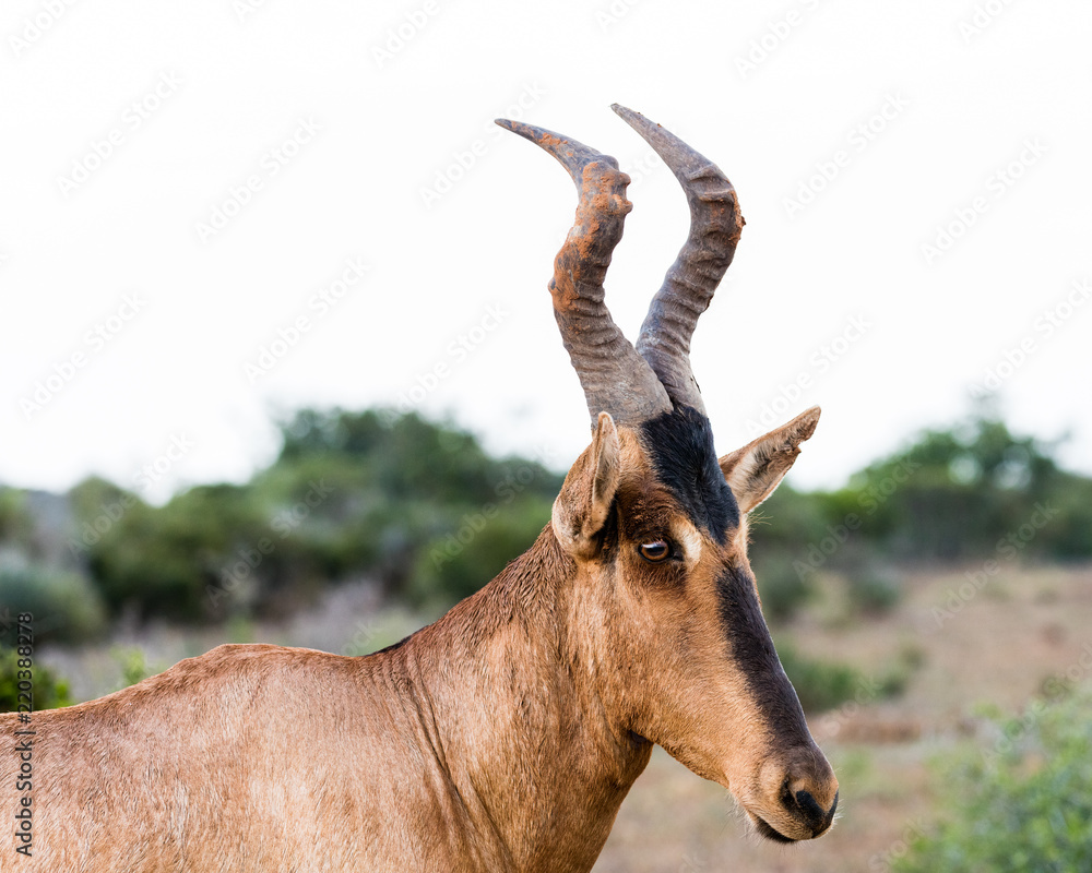 Portrait of one red hartebeest in the Addo Elephant National Park in South Africa Portrait of one red hartebeest in the Addo Elephant National Park in South Africa