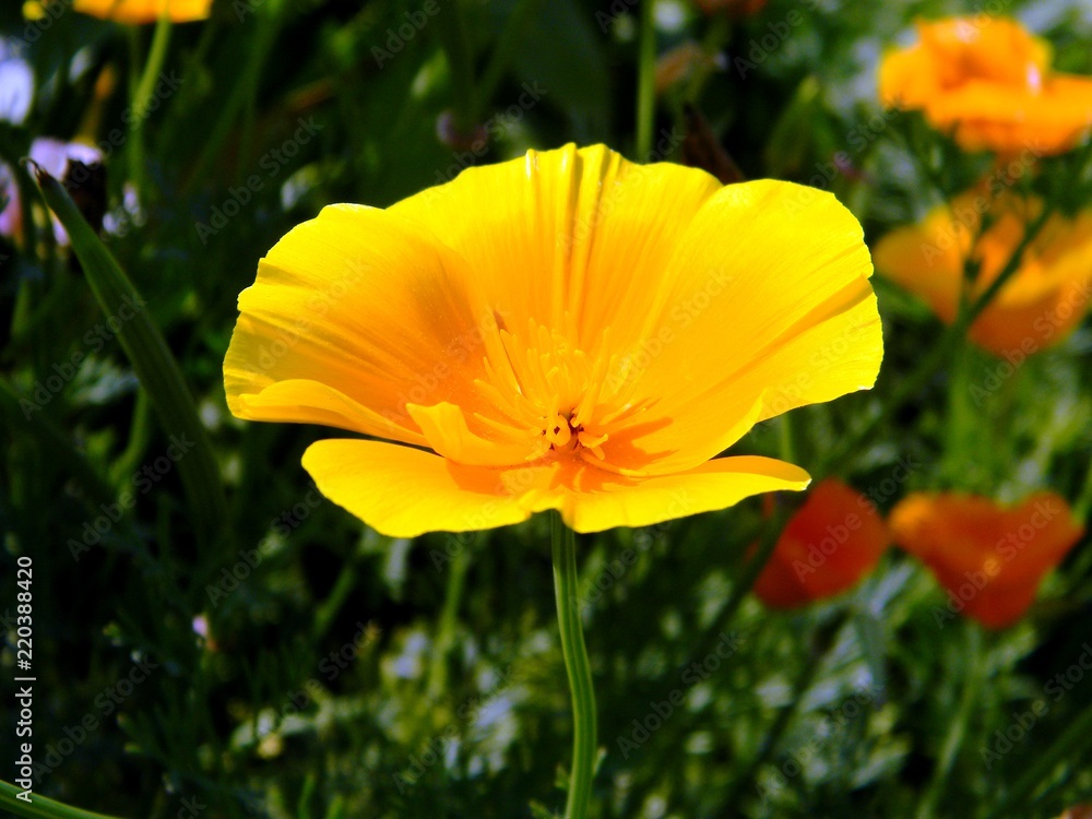 yellow flower yellow flower