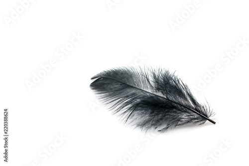 Black feather on white background