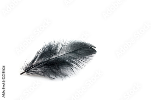 Black feather on white background