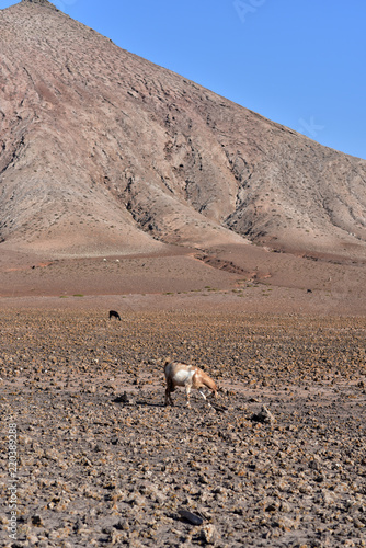Domestic Goats in Fuerteventura Island, Canary Islands, Spain