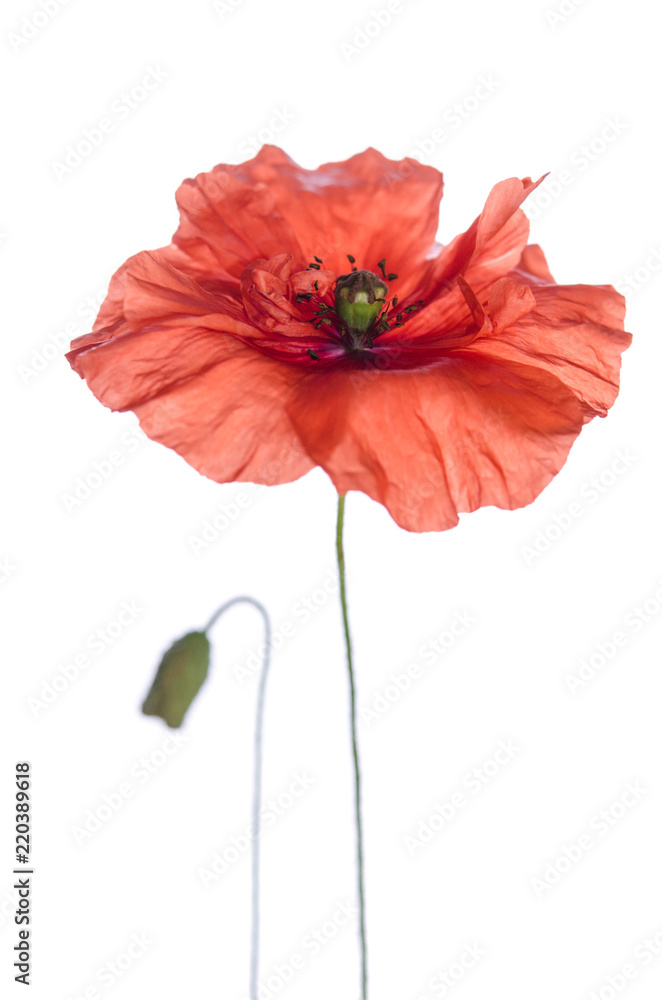 red poppy isolated on white background red poppy isolated on white background