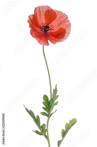 Fototapeta Naklejka Na Ścianę i Meble -  red poppy isolated on white background