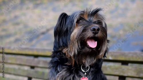 My dog happily chilling on a bench in the middle of a little park while looking for interesting stuff photo