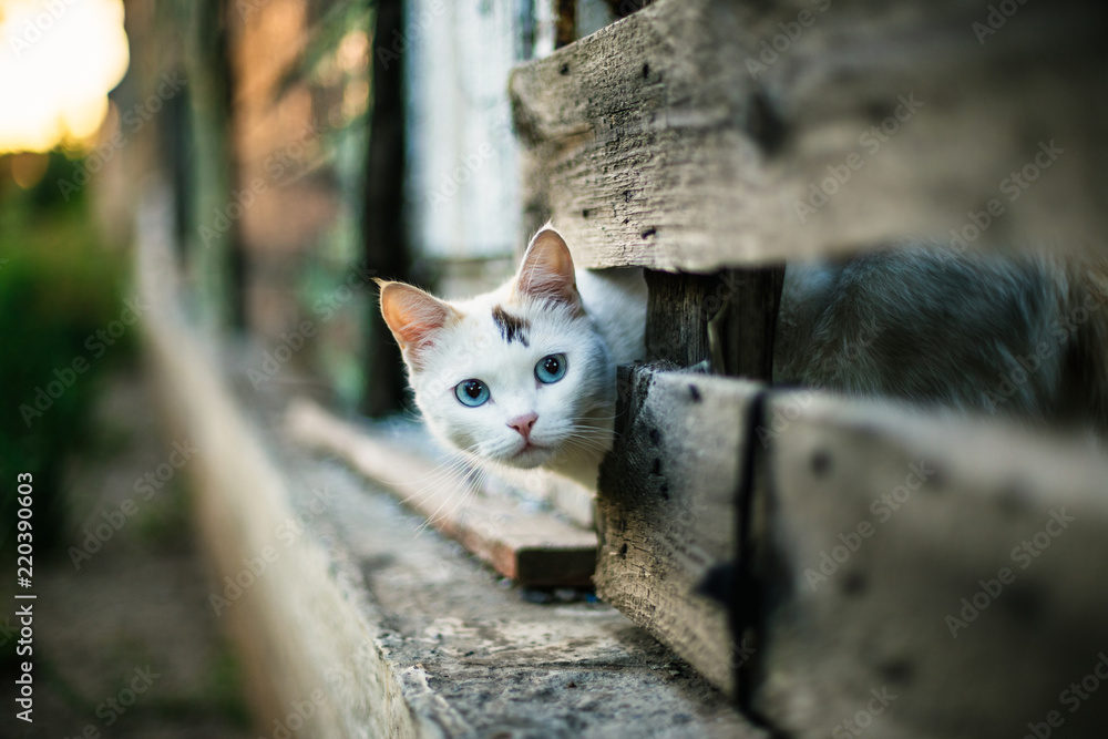 Cute white cat looking out of a hole in a wooden fence - obrazy, fototapety, plakaty 