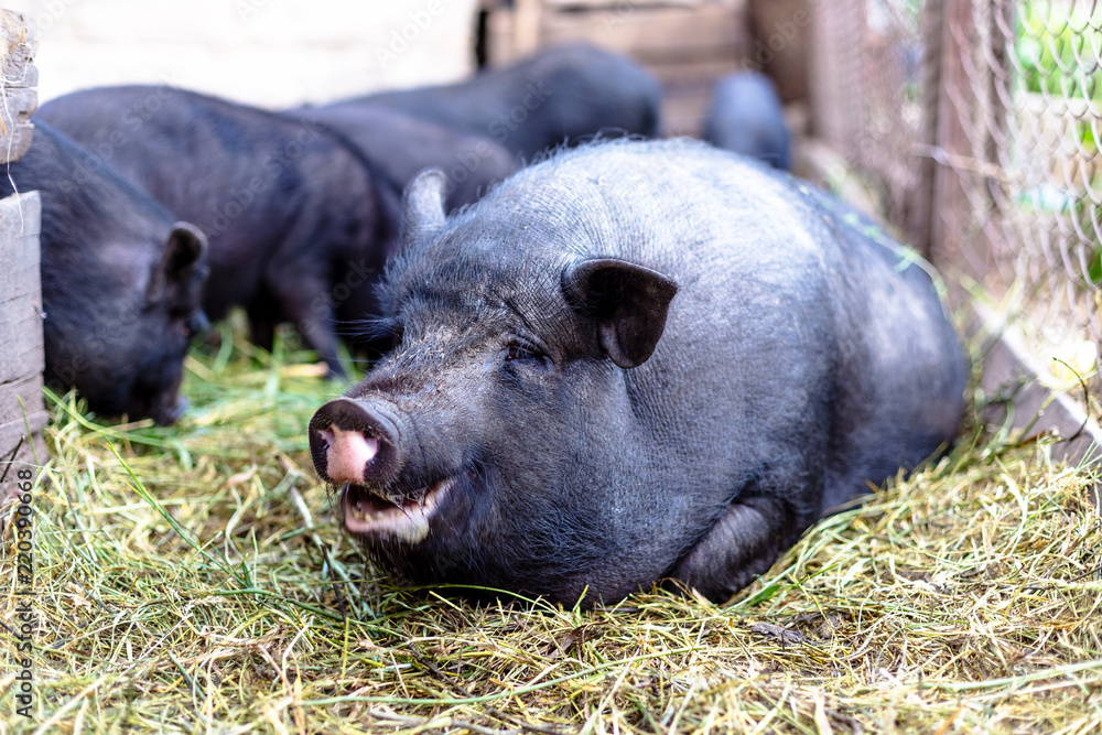 Vietnamese pigs on the farm.