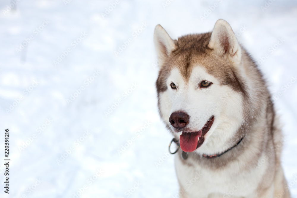 Close-up portrait of Beige and white Husky dog sitting on the snow in winter forest. Siberian husky on white background. Profile portrait
