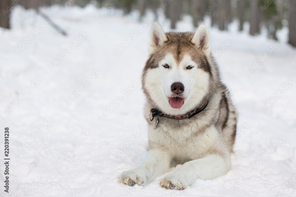 Close-up portrait of Husky dog liying in winter forest. Brown and White Siberian husky is on the snow on Sakhalin Island in Russia