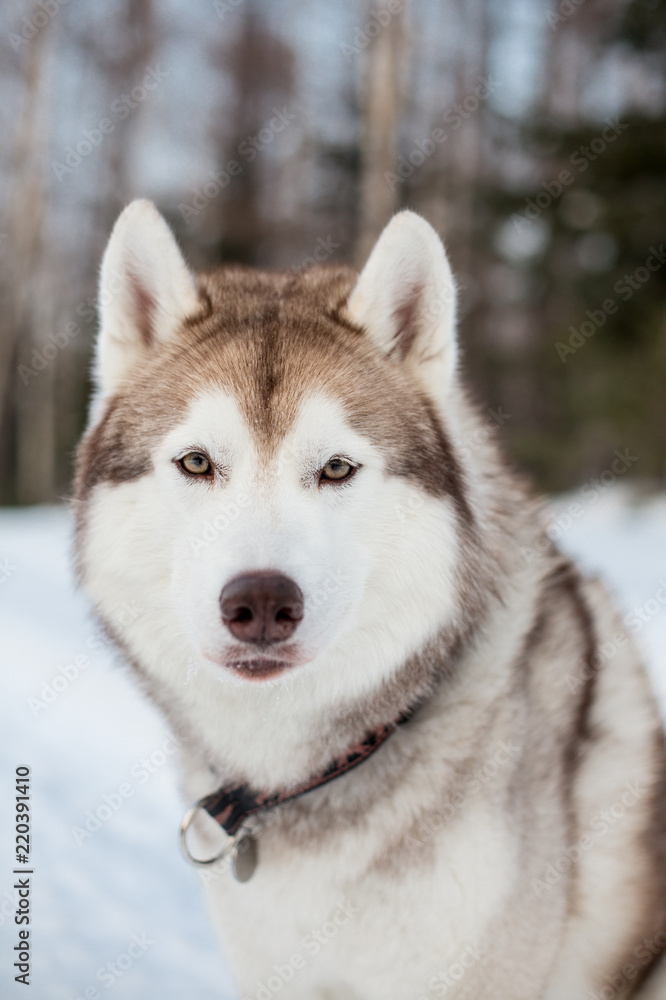 Close-up Portrait of beige and white siberian husky dog looking to the camera in winter forest.