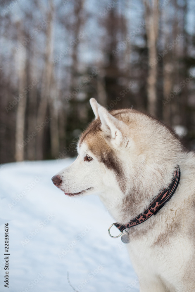 Profile Portrait of beige and white husky dog in winter forest. Close-up of very attentive siberian husky male with trees and snow background.