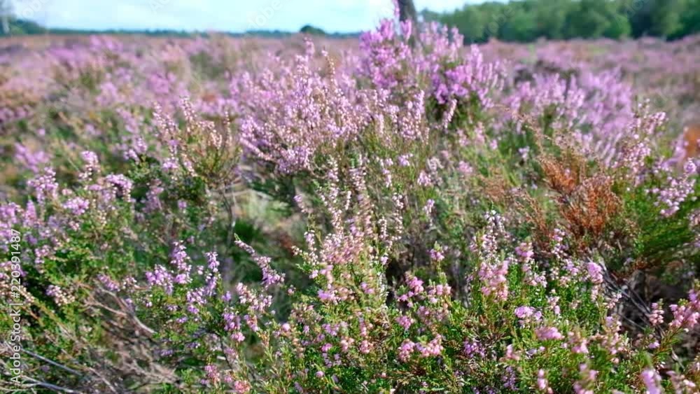 Heathland landscape with blooming Heather plants Heathland landscape with blooming Heather plants