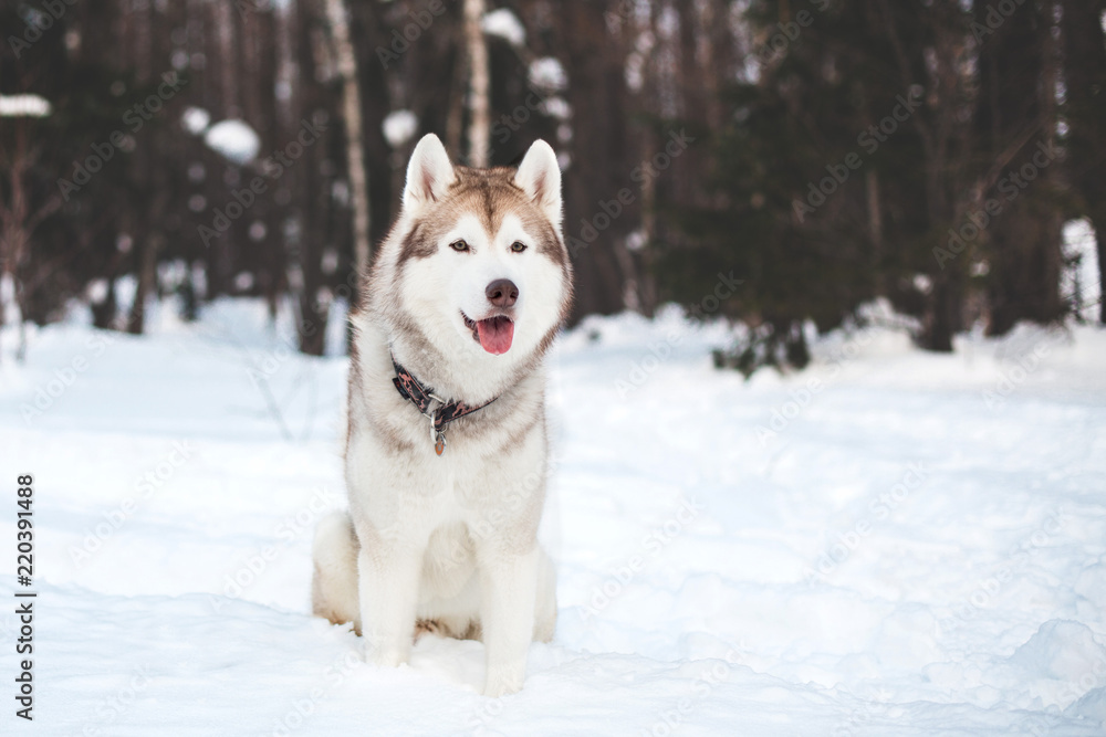 Portrait of beige and white siberian husky dog sitting in winter forest on trees background. Gorgeous Husky male on the snow
