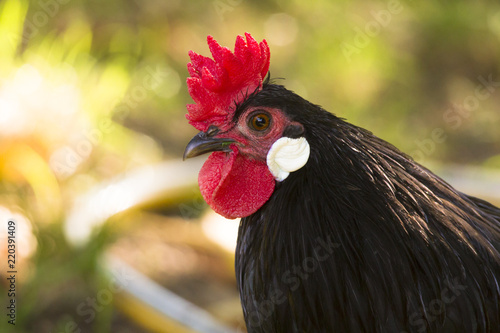 A rooster of the rare breed Augsburger chicken Bantam searches for food in the grass photo