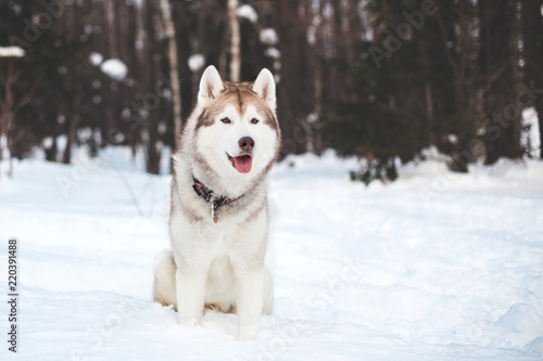 Portrait of beige and white siberian husky dog sitting in winter forest on trees background. Gorgeous Husky male on the snow