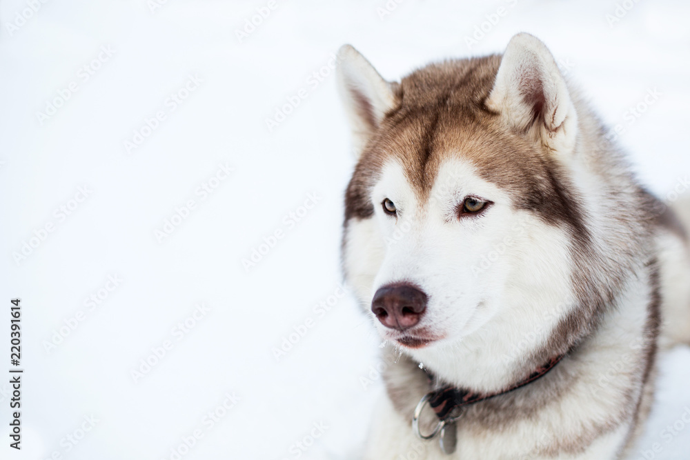 Close-up portrait of Beige and white Husky dog liying in winter forest. Brown and White Siberian husky on white background. Profile portrait