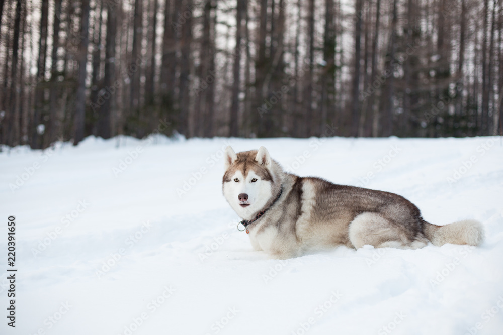 Siberian Husky dog is liying on the snow in winter forest