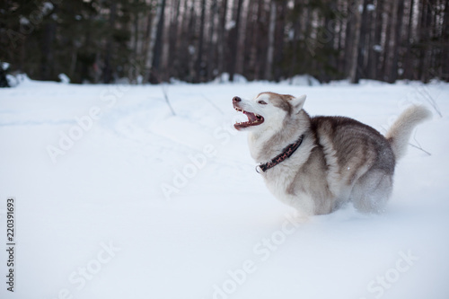 Siberian Husky dog is running on the snow in winter forest.