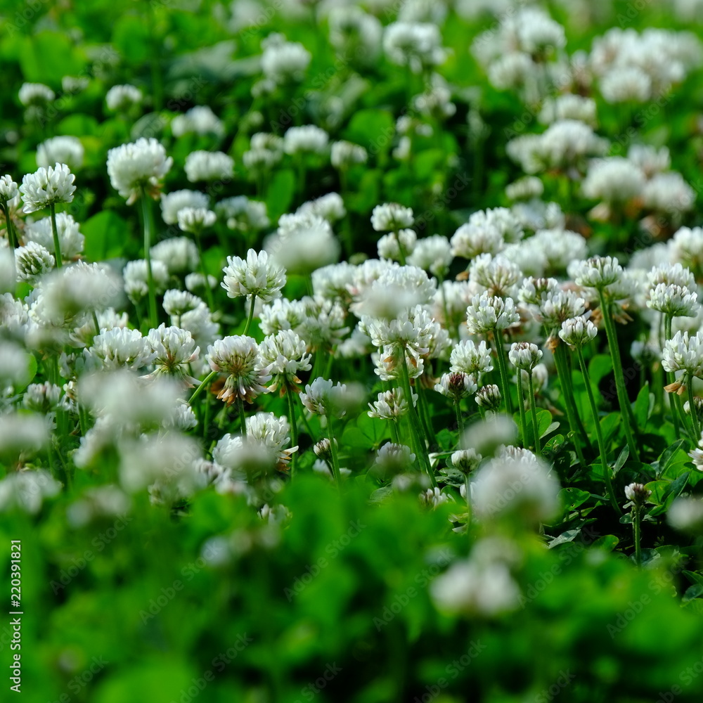 白い草花 白い草花