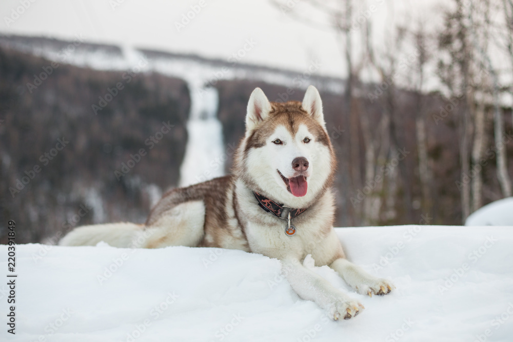 Portrait of beautiful Siberian Husky dog liying on the snow in winter forest on a mountain background