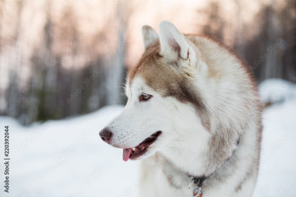 Profile portrait of husky male. Close up portrait of siberian Husky dog sitting on the snow in winter forest at sunset