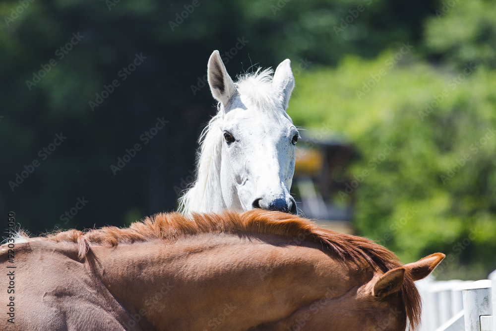 Obraz premium 白い馬