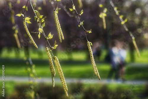 wiosenny spacer, na pierwszym planie kwitnąca brzoza na rozmytym tle zarys spacerującej pary