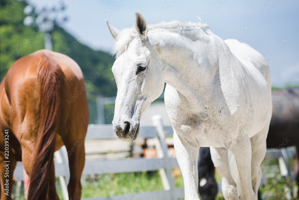 Obraz premium 白馬