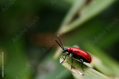 Red Bug. © Evgeny