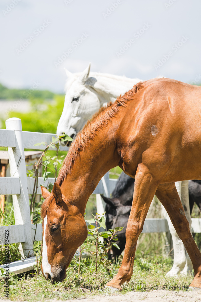 草を食べる茶色の馬と白い馬 Stock Photo Adobe Stock