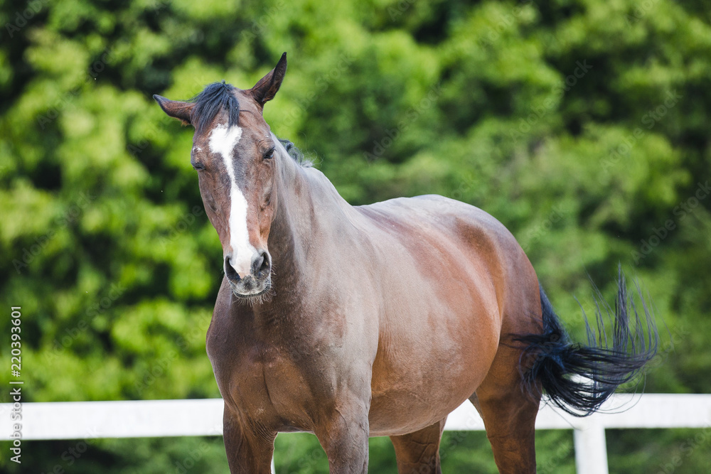 Naklejka premium 茶色の馬