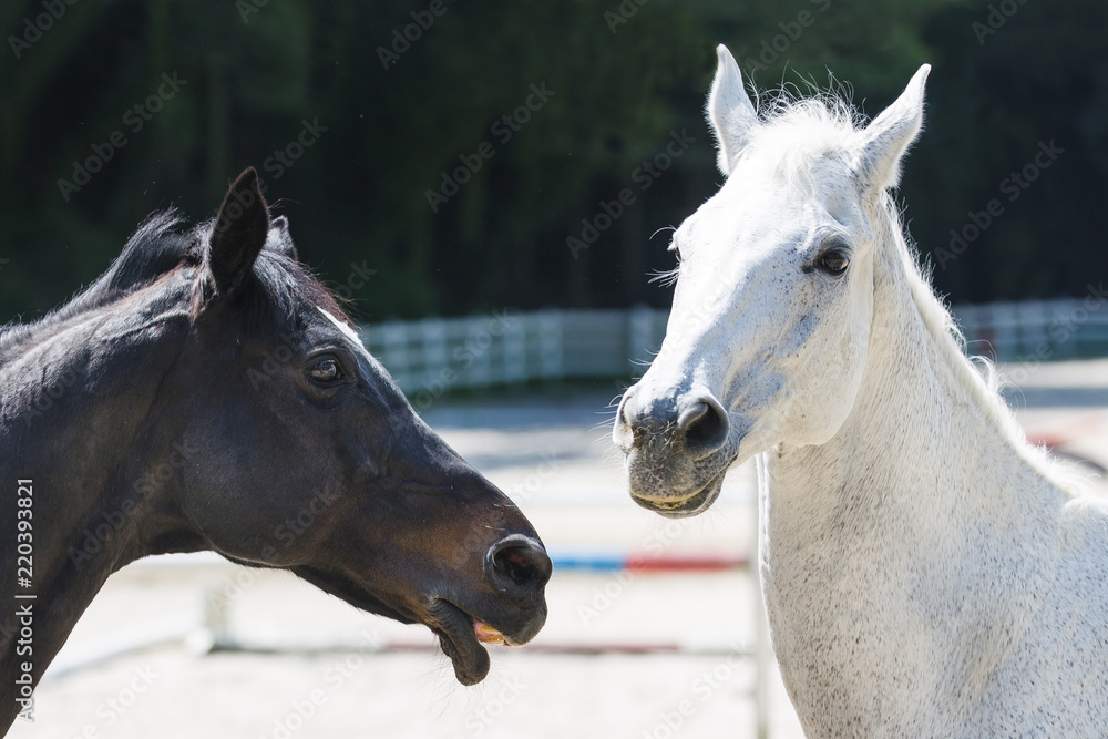 Obraz premium 白い馬と黒い馬