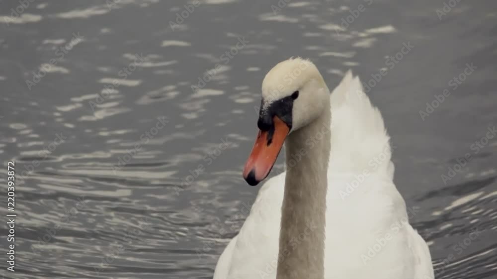Close of swans face while it swims in a river in europe Close of swans face while it swims in a river in europe