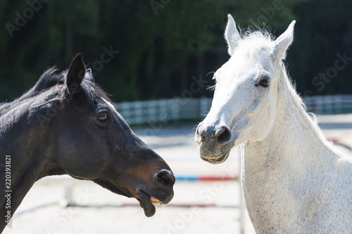 Fototapeta Naklejka Na Ścianę i Meble -  白い馬と黒い馬